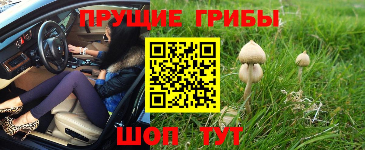 Алексеевка  Галлюциногенные грибы Cubensis  Вход с VPN 